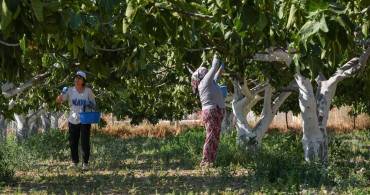 İzmirli Çiftçiler Bardakçık İncirini Kooperatifle Güçlendirdi