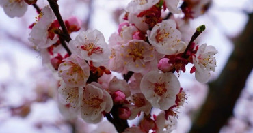 İznik'te Bahar Renk Cümbüşüyle Karşımızda