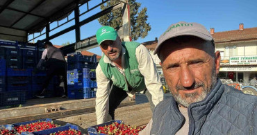 İznik'te Karabodur Kirazı Hasadı Başladı