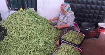 İznik'te Nazende Fasulyesinde İlk Hasat Başladı