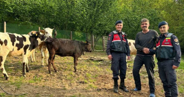 Jandarma Dron ile Kayıp Büyükbaş Hayvanları Buldu