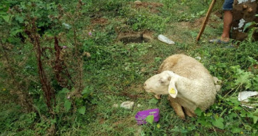Kaçan Kurbanlık Koyun 9 Gün Sonra Bulundu