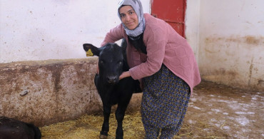 Kadın Çiftçinin Besicilikteki Başarısı: 5 Ayda Hayvan Sayısını İkiye Katladı