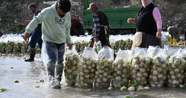 Kadirli Turpu Hasadı ve Zorlu Yıkama Süreci