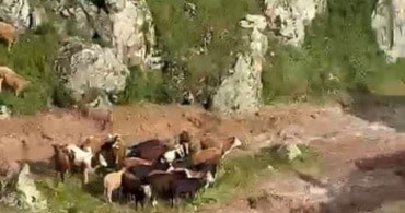 Kağızman'da sağanak yağış sonrası 5 büyükbaş hayvan telef oldu