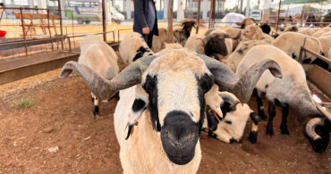 Kahramanmaraş Hayvan Pazarında Bayram Öncesi Sakinlik