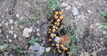 Kahramanmaraş'ta nesli tükenme tehdidi altındaki benekli semender görüntülendi