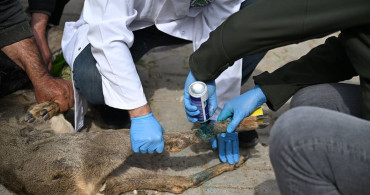 Kahramanmaraş'ta Yaralı Karaca Yavrusu Tedavi Edildi