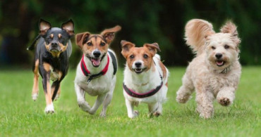 Kahve Falında Köpek Görmek
