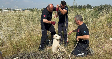 Kanalizasyon Çukuruna Düşen Oğlak Kurtarıldı