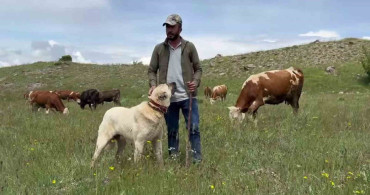 Kangal köpekleri domuz sürüsünü stratejik şekilde uzaklaştırdı