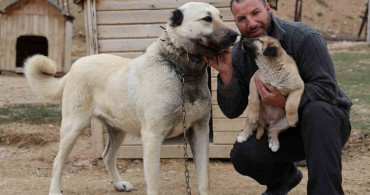 Kangal Köpeklerinin Yavrulama Dönemi ve Karakter Gelişimi