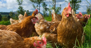 Kanser Tedavisinde Kullanılan Yumurta Üretildi
