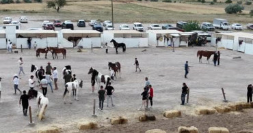 Kapadokya'da atların güzellikleri sergilendi