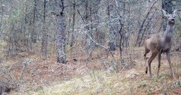 Karabük Ormanlarında Karacalar Kamere Yansıdı