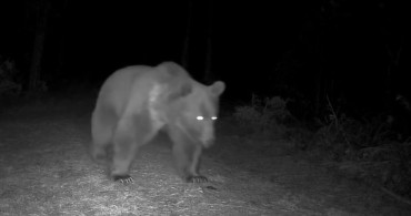Karabük'te Boz Ayılar Fotokapanla İzleniyor