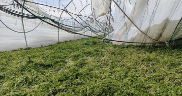 Karabük'te Kar Yağışı Sebebiyle Sera Hasarları