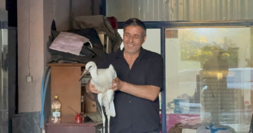 Karabük'te oto yıkamaya sığınan leylek koruma altına alındı