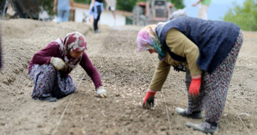 Karabük'te Safran Ekim Sezonu Başladı