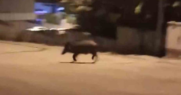 Karabük'te yaban domuzları mahallede görüntülendi