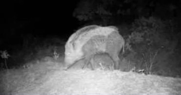 Karabük'te Yaban Hayatını Gözler Önüne Seren Fotokapan