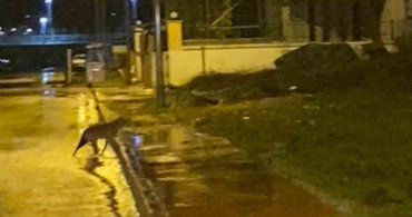 Karabük'te Yaban Hayvanları Yerleşim Yerlerine İndi