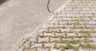 Karabük'te Yılan Alarmı: İtfaiye Devreye Girdi