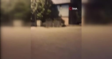 Karabük'teki mahallede yaban domuzları yiyecek aradı