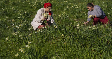 Karaburun Kadınları Nergis Üretimiyle Bütçelerini Destekliyor