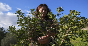 Karaburun'da Kadınlar Sakız Ağaçlarını Yeniden Hayata Döndürüyor