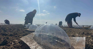 Karacabey Ovası'nda Turfanda Karpuz Ekim Sezonu Başladı