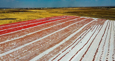Karacadağ'da Kurutulan Domatesler Dünyanın Dört Bir Yanına İhraç Edilecek