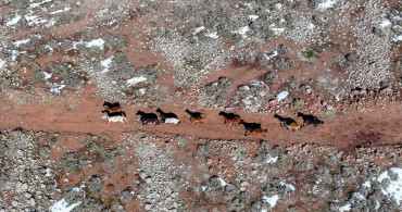 Karacadağ'da Yılkı Atları Gökyüzünden Görüntülendi