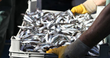 Karadeniz'de 17 Ton Hamsi Avlandı