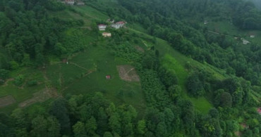 Karadeniz’de çay hasadı zorlu bir mücadeleyle sürüyor