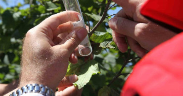 Karadeniz'de kahverengi kokarca ile mücadelede yeni adım: 1,65 milyon samuray arısı doğaya salınacak