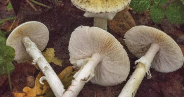 Karadeniz'de Mantar Zehirlenmelerinde Artış: Tek Bir Tanesi Bile Öldürebilir