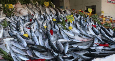 Karadeniz’de tezgahlar palamut ile doldu: 70 TL’den 25 TL’ye indi