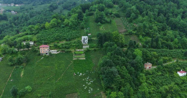 Karadeniz’in yeşil altınında zorlu hasat sürüyor