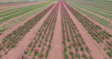 Karaman'da Lale Tarlası Ziyaretçilerini Bekliyor