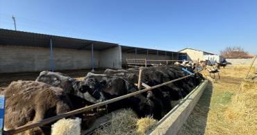 Karamanlı Genç Kadın Hayvancılığa Devlet Desteğiyle Adım Attı