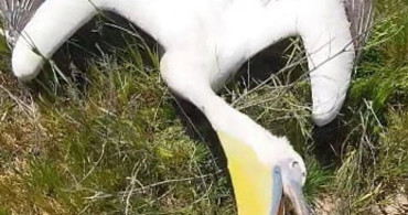 Karapınar'da Pelikan Sürüsü Tarla Mola Verdi