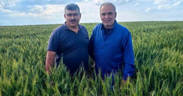 Karapınar'daki Arpa ve Buğday Tarlalarında Yatma Problemi