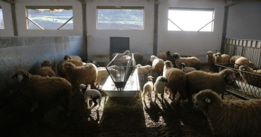 Karayaka Koyunu Geliştiriliyor: Tokat Gaziosmanpaşa Üniversitesi'nde Önemli Adımlar