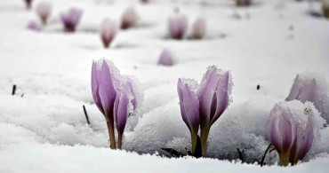 Karla Buluşan Çiğdemler: Güzeldere Vadisi'nde Doğanın Eşsiz Görüntüleri