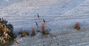 Karla Kaplı Dağlarda Geyikler Dronla Görüntülendi
