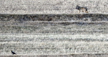 Kars Kırsalında Yaban Hayvanları Görüntülendi