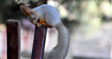 Kars'ın Sarıkamış İlçesindeki Millet Bahçesi Yaban Hayatla Renklendi