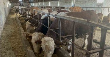 Kars'ta 600 Kiloluk Boğa Varto Merak Ediliyor