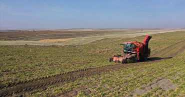 Kars'ta 94 Bin Ton Pancardan Şeker Üretildi